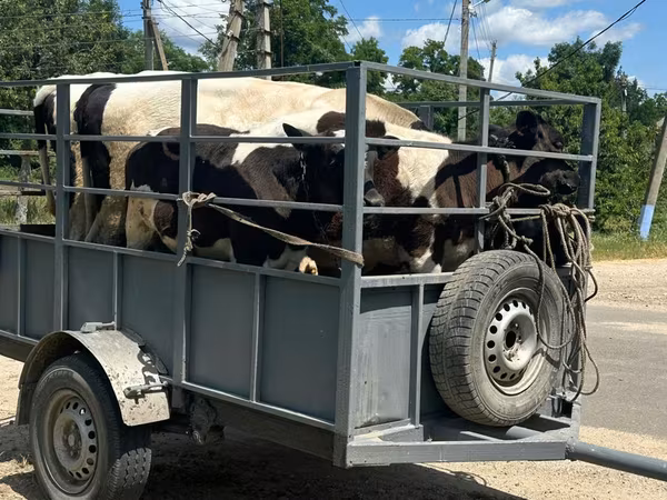 Cow, Cattle