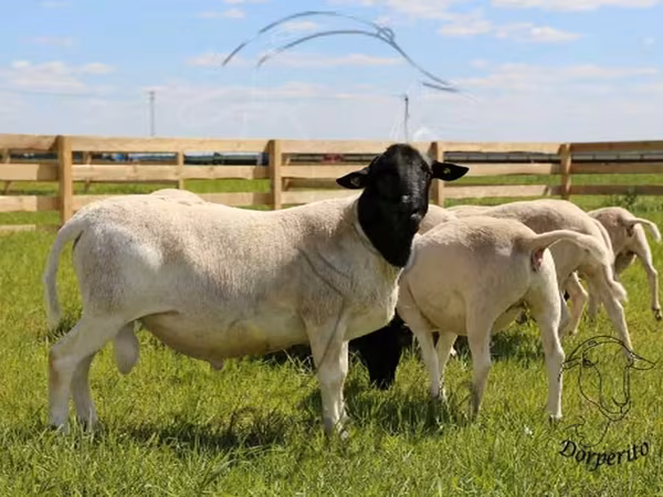 Berbec, Dorper sheep
