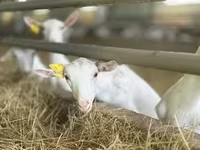 Dişi keçi, Saanen goat — foto 6