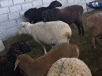Brebis, Tian-Shan semifinewool sheep — photo 4