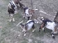 عنزة, الماعز — الصورة 4