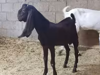 Cabra, Kamori goats — foto 5