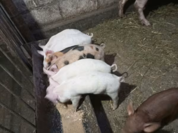 公猪, Pigs — 摩尔多瓦
