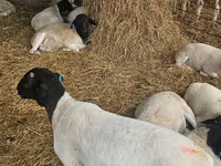 Carnero, Dorper sheep — foto 5