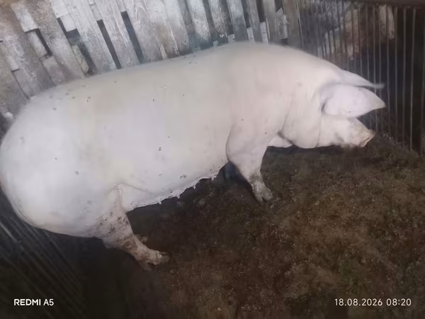 Scroafă, Porci — Republica Moldova