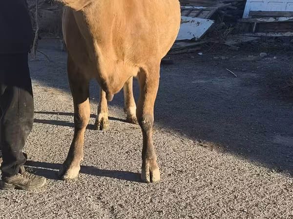 Sigir, Simmental cattle