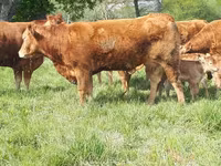 Kuh, Limousin-Kuh — Foto 4