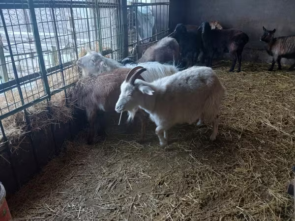 Goat, Alpine goat