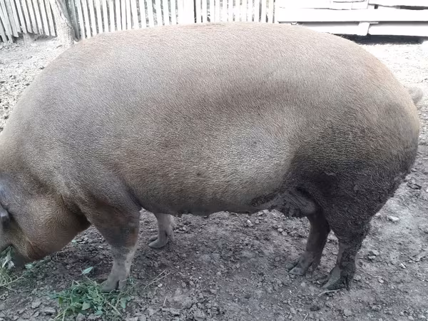 Säue, Schweine