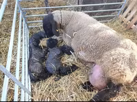 Berbec, Dorper sheep — foto 4