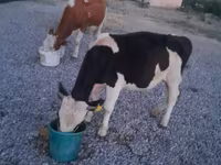 Buğa, Swiss cattle — foto 5
