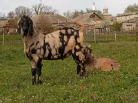 Țap, Nubian Goat — foto 4