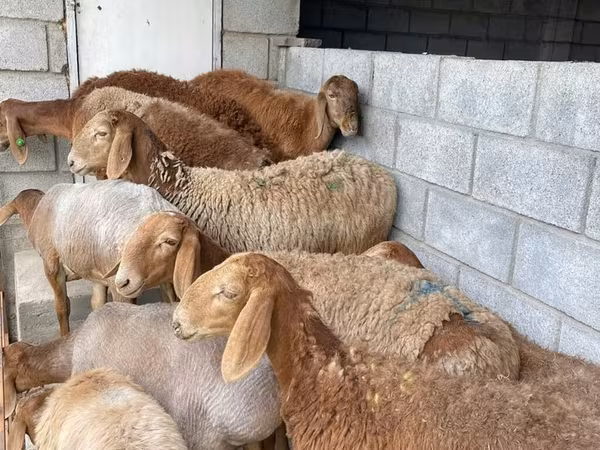 Sheep, Sheep