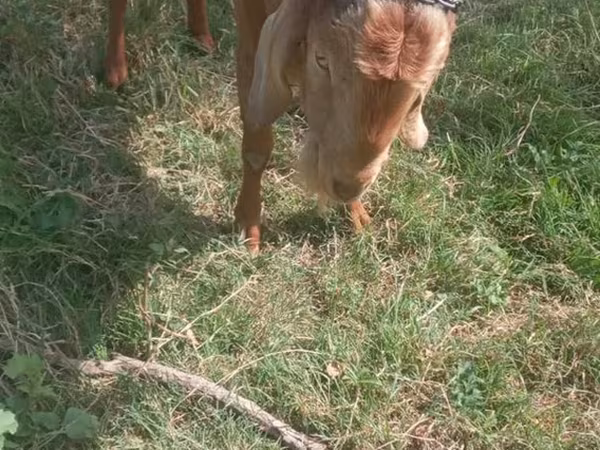बकरा, बकरियाँ — मॉल्डोवा