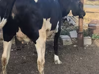 Sigir, Russian Black pied cattle — 4-rasm