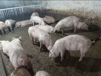 Boar, Pigs — photo 2