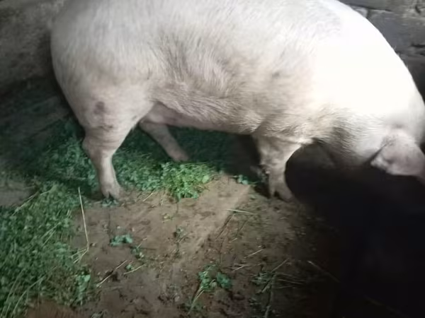 Scroafă, Porci — Republica Moldova
