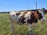 母牛, Danish Red Cow — 照片 1