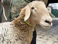 Schaf, Arashan sheep — Foto 4
