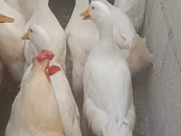 pato criollo doméstico — foto 3