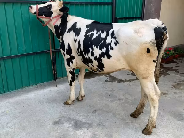 Vache, Race Holstein