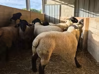 Berbec, White Suffolk sheep — foto 3
