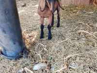 عنزة, Alpine goat — الصورة 3
