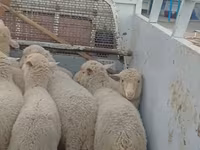 Sheep, Merino sheep — photo 2