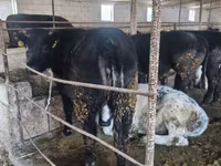 Bou, Belgian Blue — foto 7