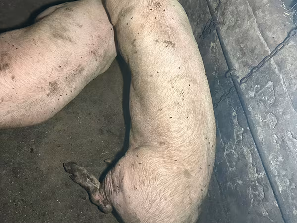 Eber, Schweine