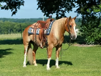 Aygʻir, Gypsy horse — 2-rasm