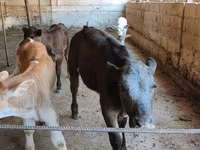 Vacă, Belgian Blue — foto 3