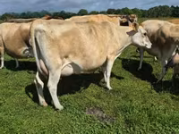 Vache, Race Jersey — photo 1