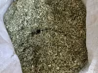 Faina de lucerna Italiana. Lucernă tocată. — Foto 1