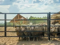 Widder, Kuibyshev sheep — Foto 1