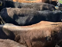 Bou, Bovine — foto 4