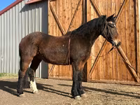 Cavalo, Mustang — foto 1
