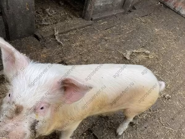 Boar, Pigs