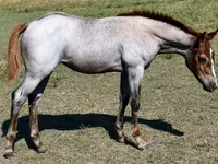 Jument, Quarter Horse — photo 7