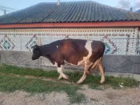 Kuh, Holstein-Rasse — Foto 3