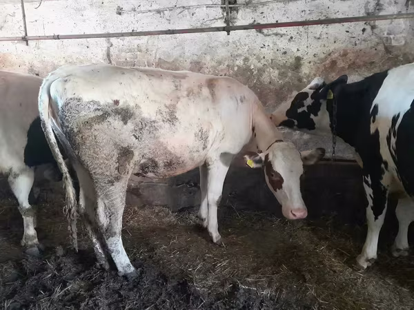 母牛, Holstein breed