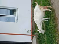 Cabra, Cabras — foto 6