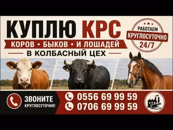 Bou, Bovine