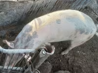خنزير ذكر, الخنازير — الصورة 4