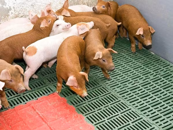 Boar, Pigs