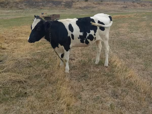 Vacă, Rasa Holstein