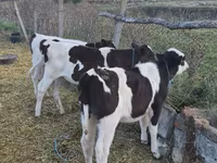 Bou, Bovine — foto 4