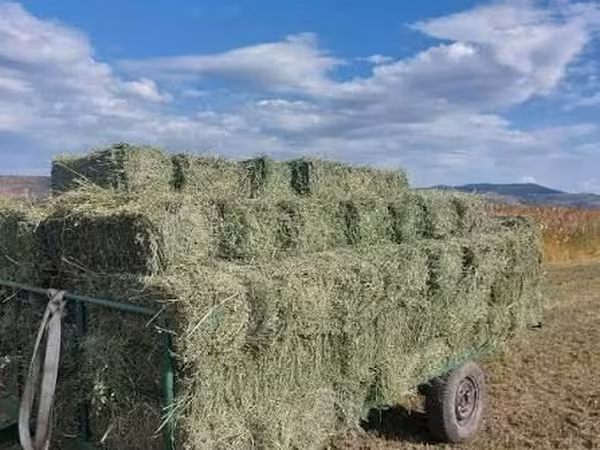 Продаем тюки люцерны