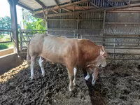 Bou, Blonde d’Aquitane cattle — foto 5