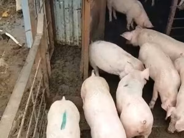 Урук чочко, Крупная белая